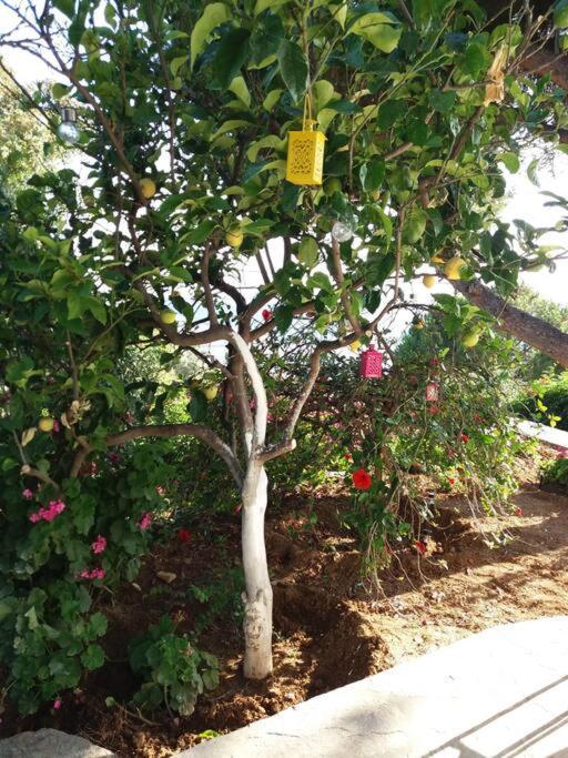 Grandpa Simos' Traditional Guest House Agios Romanos Ngoại thất bức ảnh